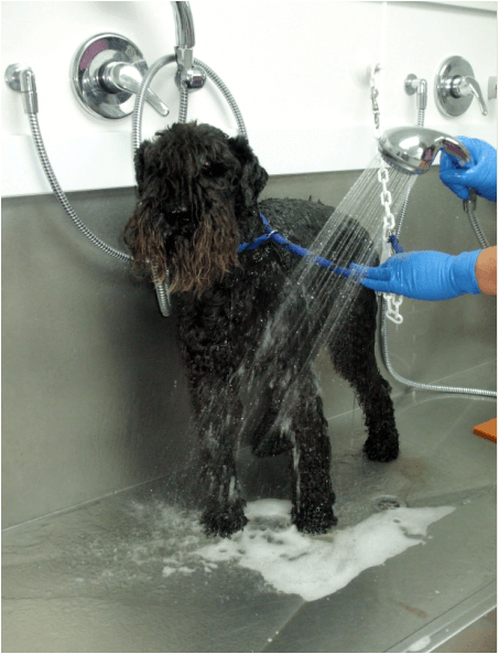 Dog Grooming Auckland by Lucy