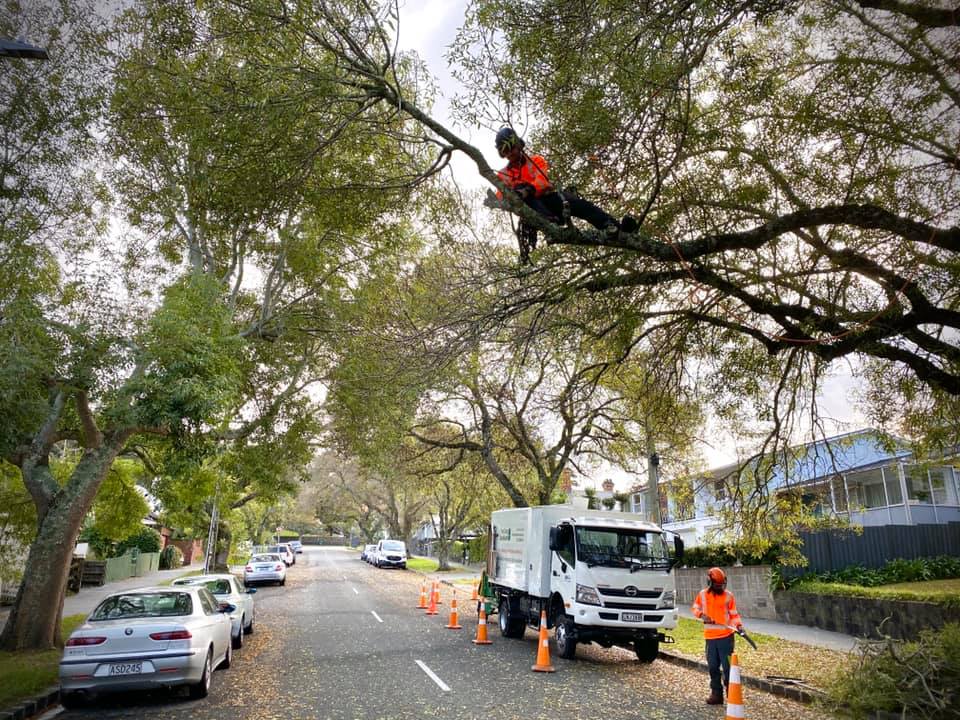 Tree Care Auckland