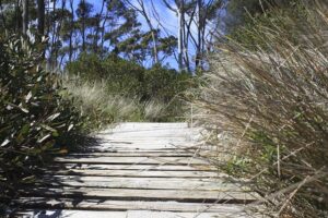 5 Best Bush Walks in Auckland磊