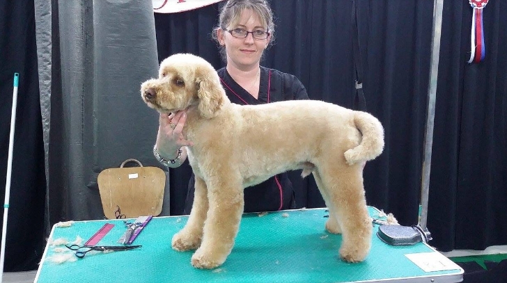 Small Paws Dog Grooming