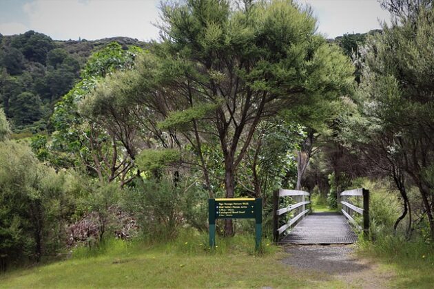 5 Best Bush Walks in Wellington磊