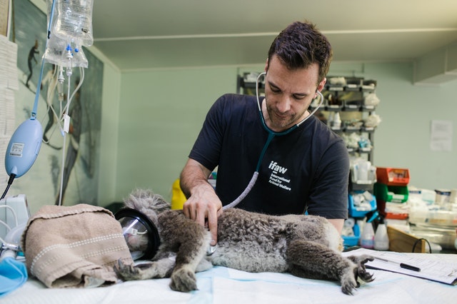 5 Best Veterinarians in Wellington