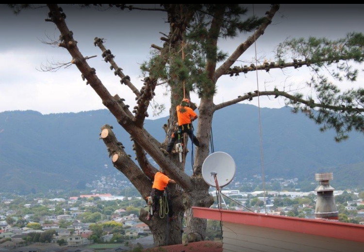 Beaver Tree Services Wellington