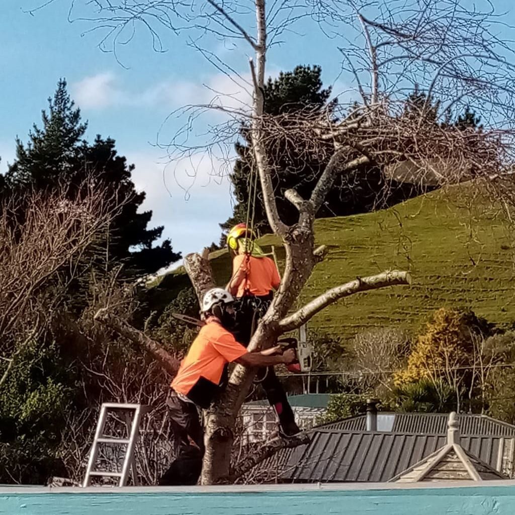 Beaver Tree Services Christchurch